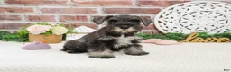 Miniature Schnauzer dogs for sale: Kanga  - Ad 3