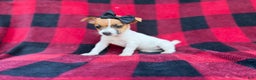 Jack Russell Terrier dogs for sale: Bailey  - Ad 2