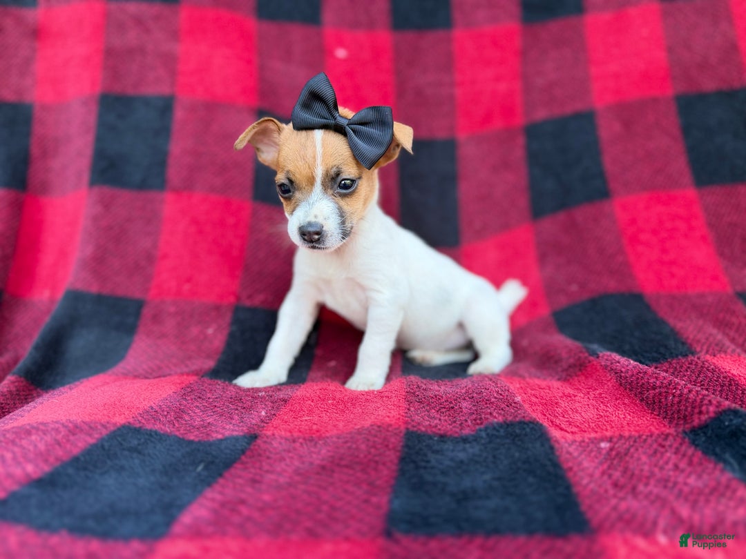 Jack Russell Terrier dogs for sale: Bailey  - Ad 2