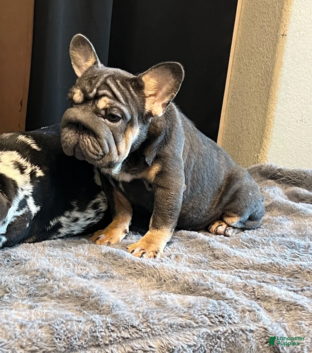 French Bulldog dogs for sale: Lily may - Ad 2