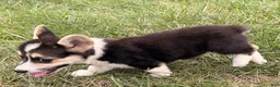 Welsh Corgi Pembroke dogs for sale: Floyd - Ad 9