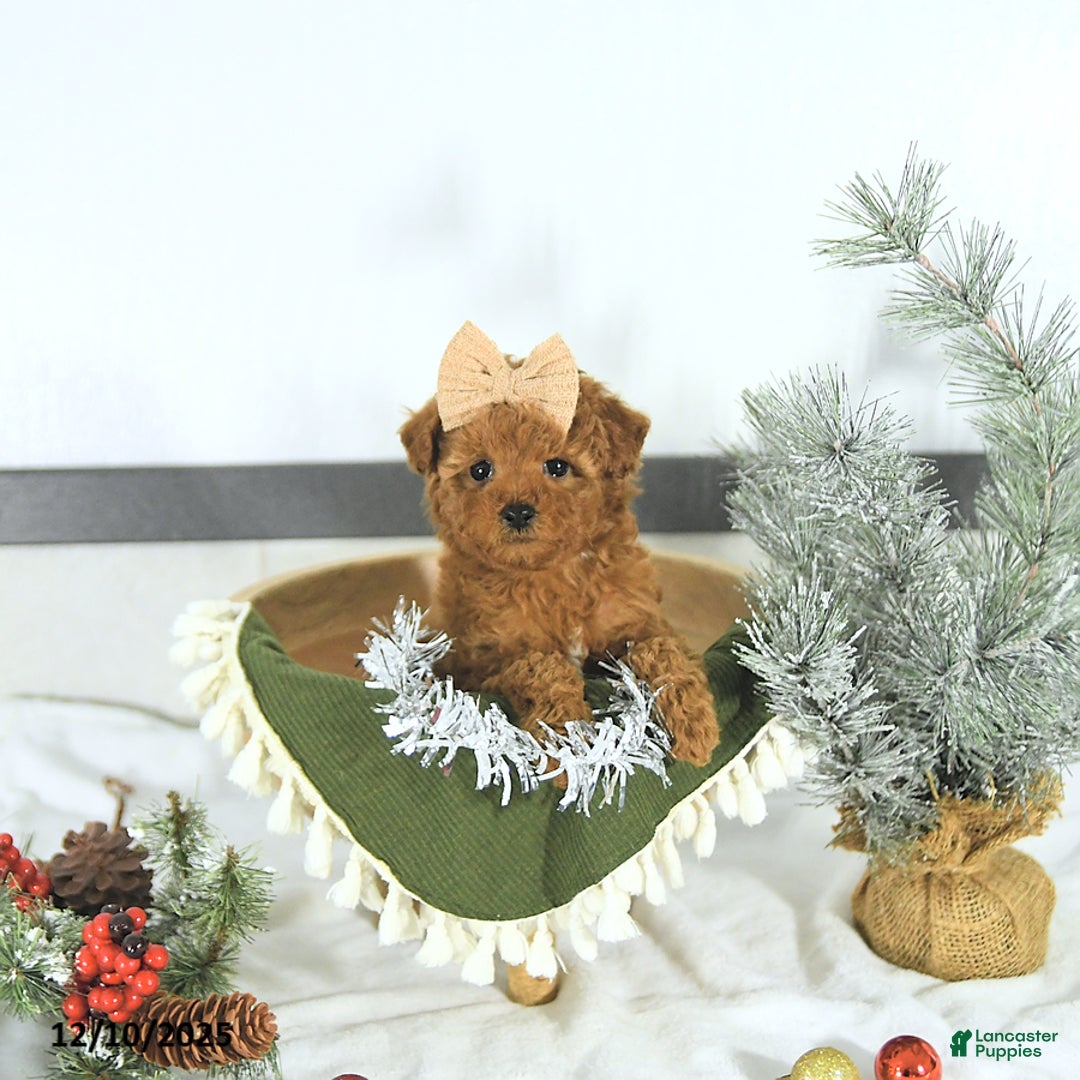 Toy Poodle dogs for sale: Sofia - Ad 3