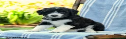 Mini Aussiedoodle dogs for sale: Aria - Ad 3