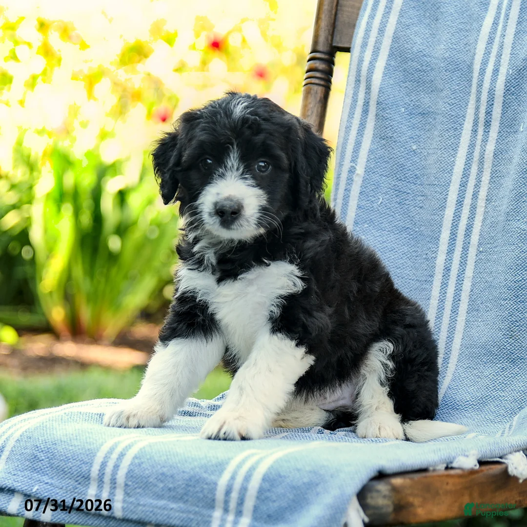 Mini Aussiedoodle dogs for sale: Aria - Ad 3