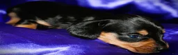 Dachshund dogs for sale: Calypso - Ad 8