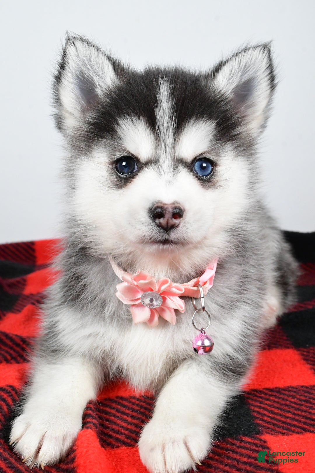 Pomsky dogs for sale: Heather - Ad 3