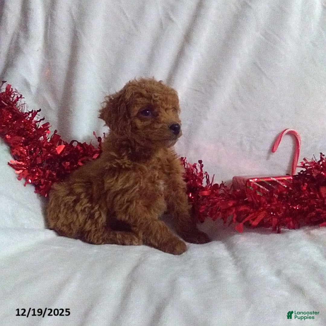 Mini Goldendoodle dogs for sale: Frosty - Ad 4