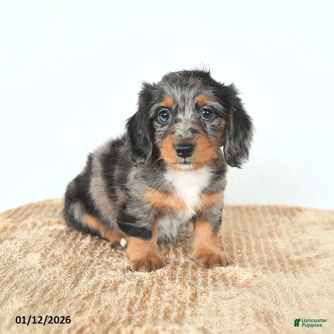 Miniature Dachshund dogs for sale: Dolly - Ad 3