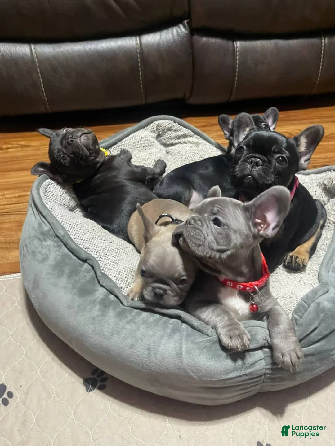 French Bulldog dogs for sale: French Bulldog Puppy 6 - Ad 1