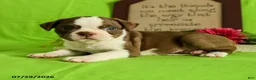 Boston Terrier dogs for sale: Zeke - Ad 4