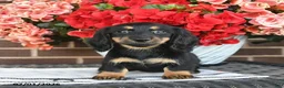 Miniature Dachshund dogs for sale: Trixie  - Ad 1