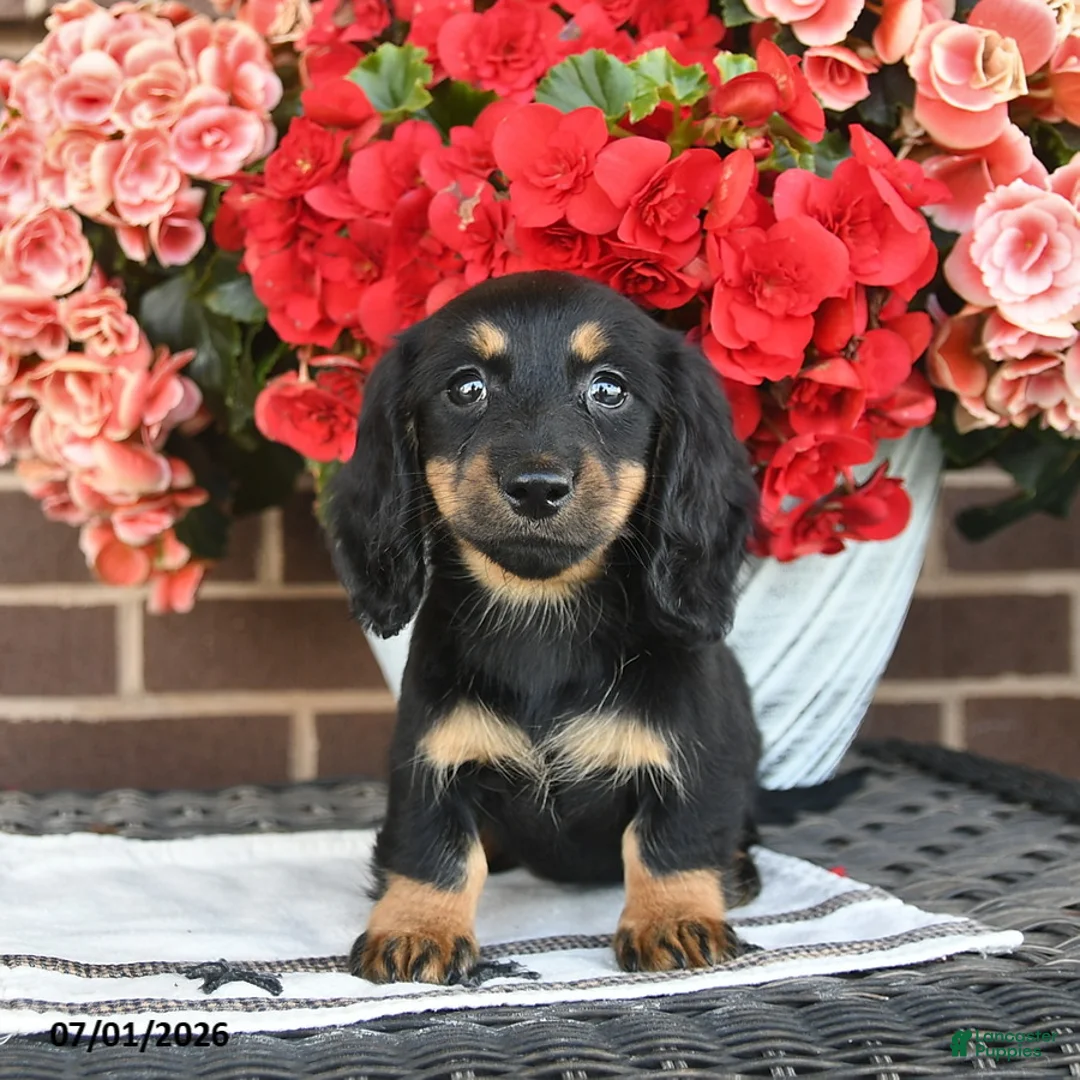 Miniature Dachshund dogs for sale: Trixie  - Ad 1
