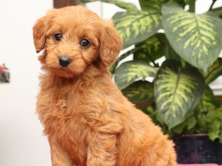Mini Goldendoodle dogs Gwen - Ad 13