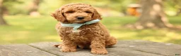 Mini Goldendoodle dogs for sale: Teddy - Ad 5