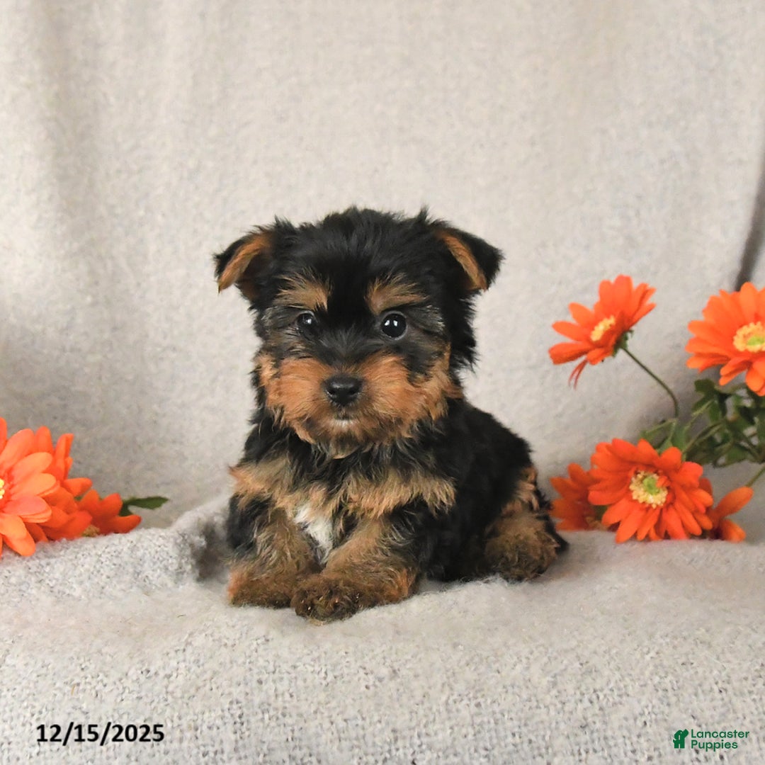 Yorkshire Terrier dogs for sale: Chili - Ad 1