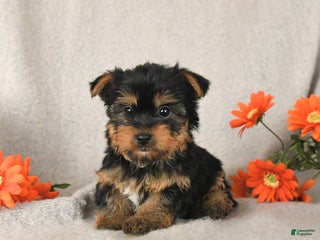 Yorkshire Terrier dogs Chili - Ad 12