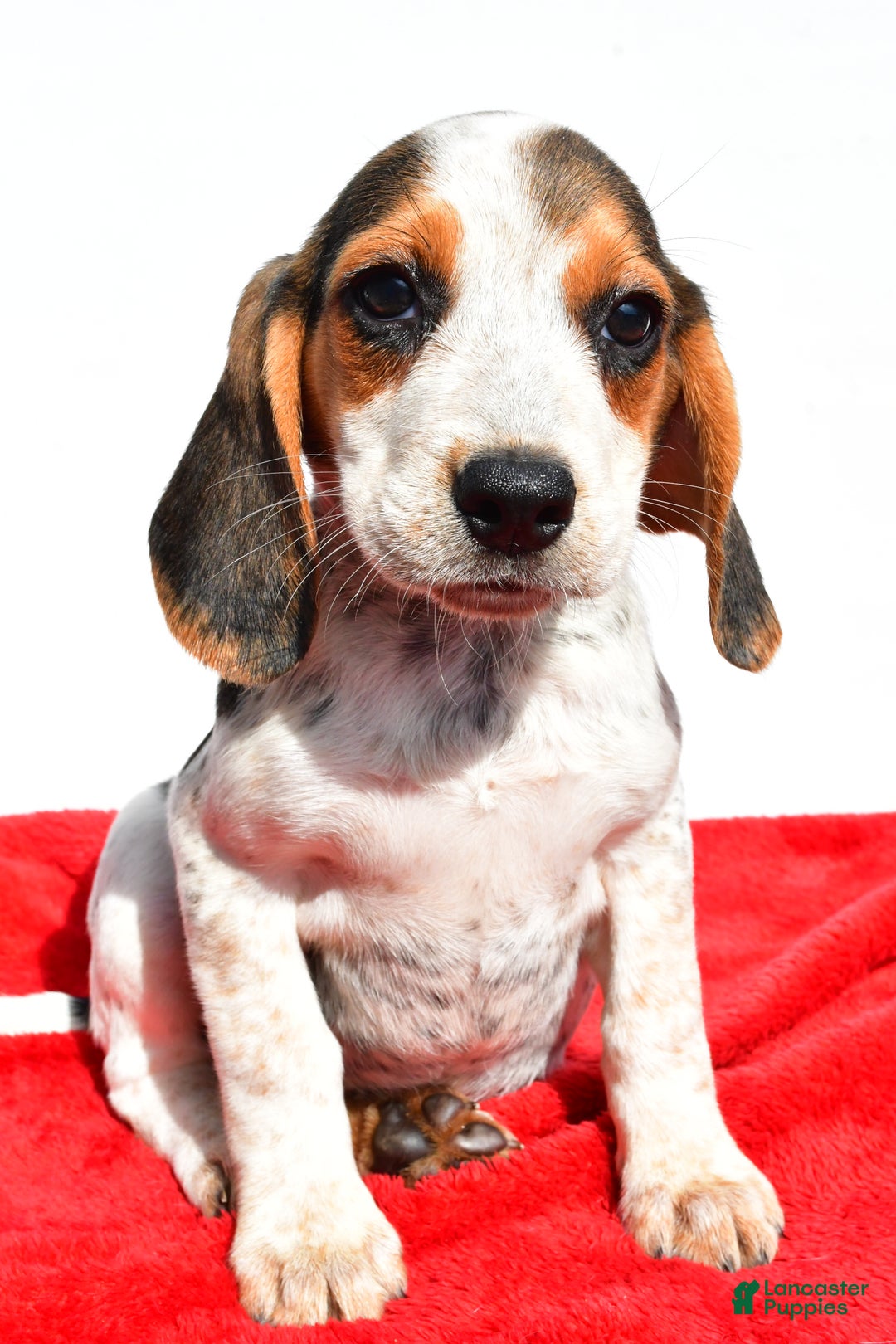 Puppies for sale under $200 Lancaster Puppies