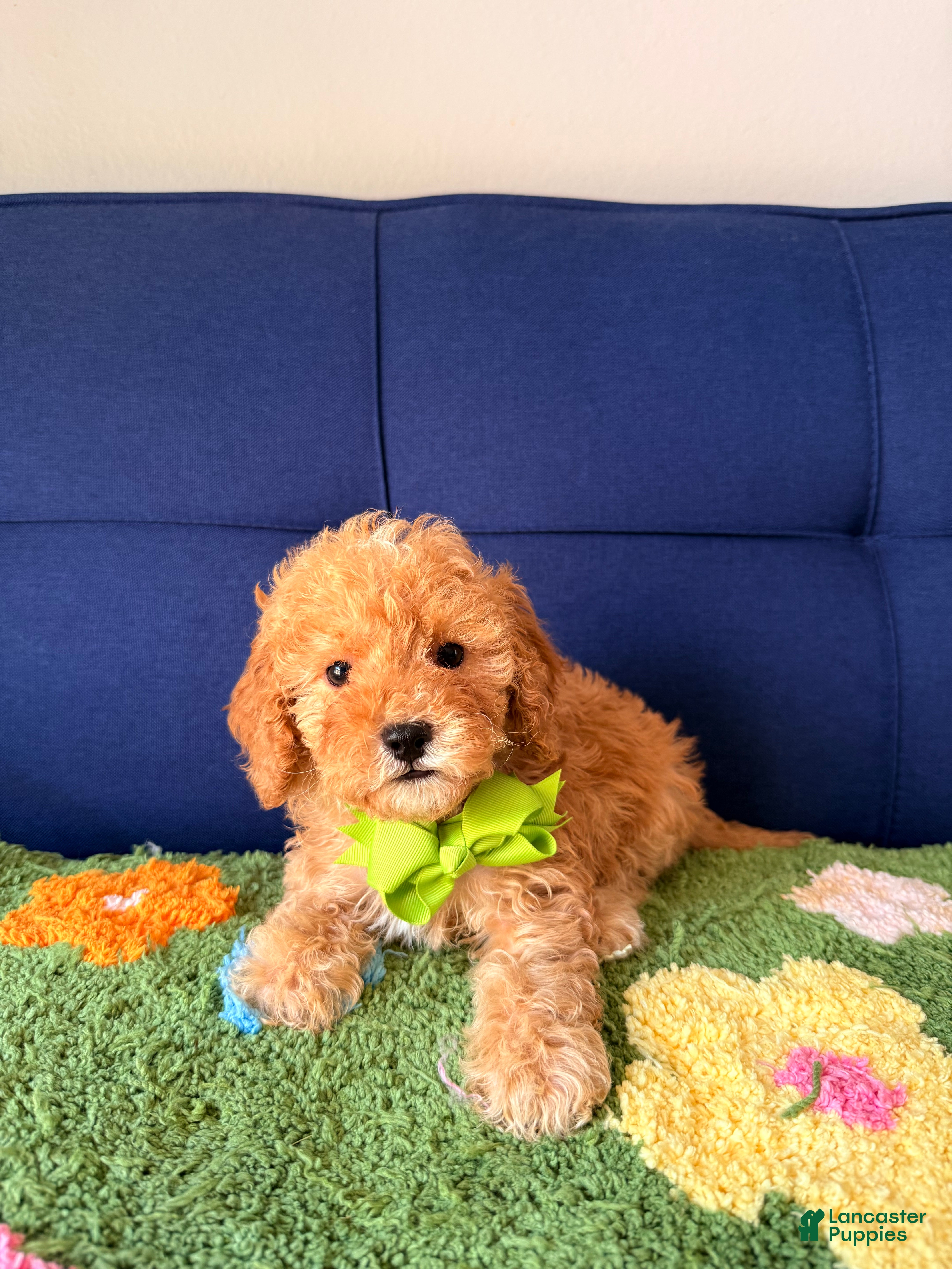 Cavapoo dogs bubby - Ad 1