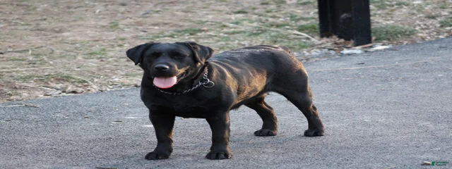 Trixie 