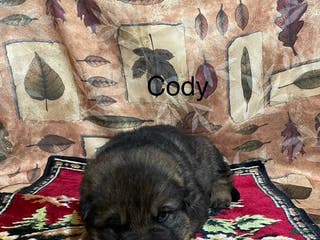 German Shepherd dogs Cody - Ad 5