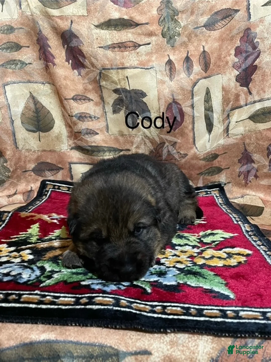 German Shepherd dogs for sale: Cody - Ad 6