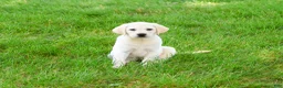Labrador Retriever dogs for sale: Phineas  - Ad 2