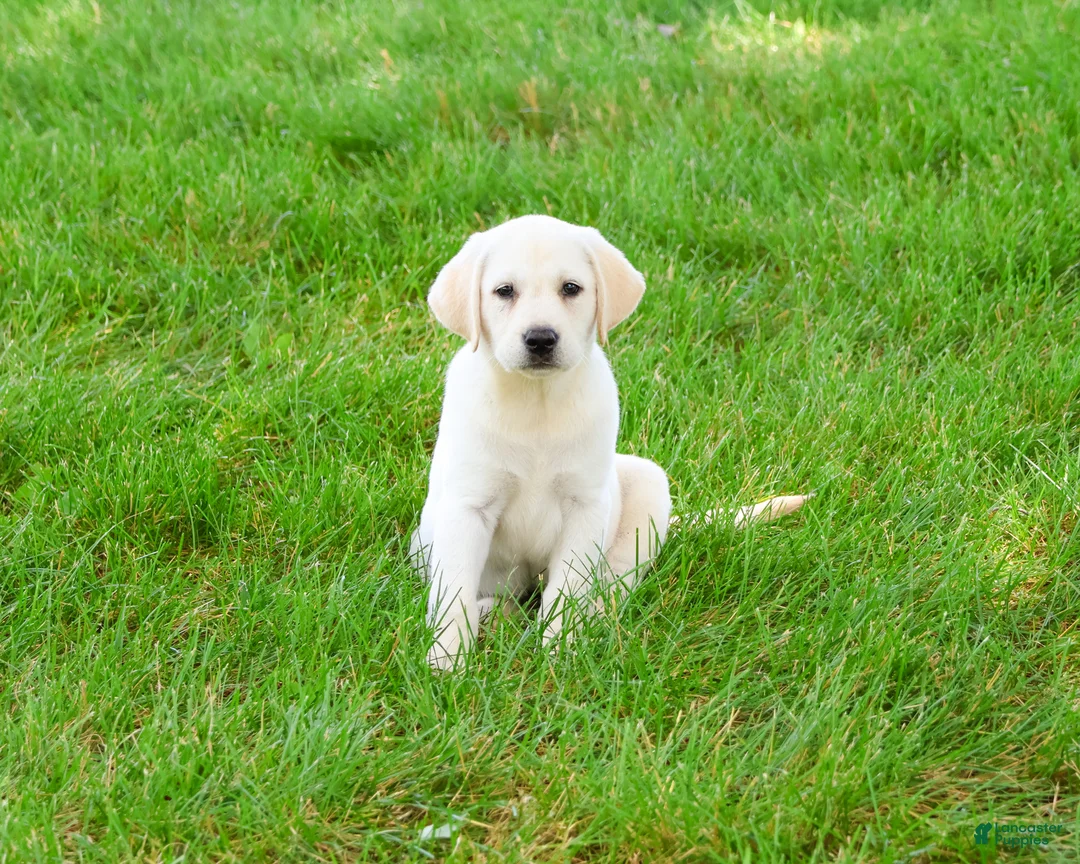 Labrador Retriever dogs for sale: Phineas  - Ad 2