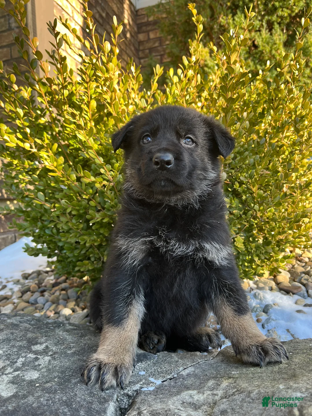 German Shepherd dogs for sale: Mavis - Ad 3