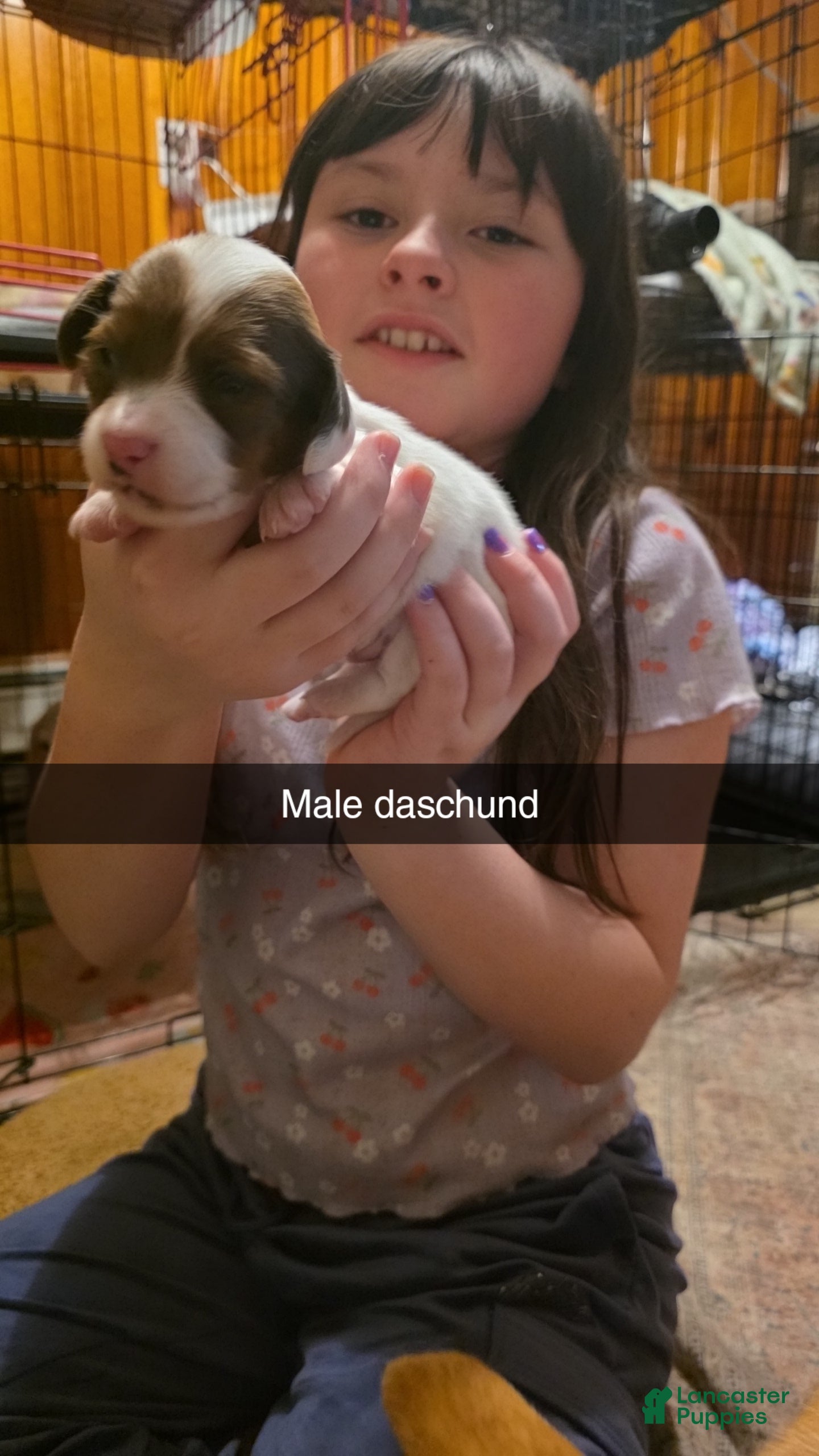 Dachshund dogs Dachshund Puppy 4 - Ad 18