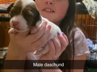 Dachshund dogs Dachshund Puppy 4 - Ad 18