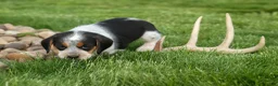 Beagle dogs for sale: Cruz  - Ad 7