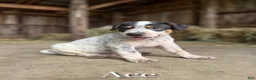 Mixed Breed dogs for sale: Gunner - Ad 5