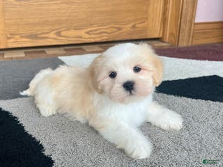 Lhasa Apso dogs Beau - Ad 8