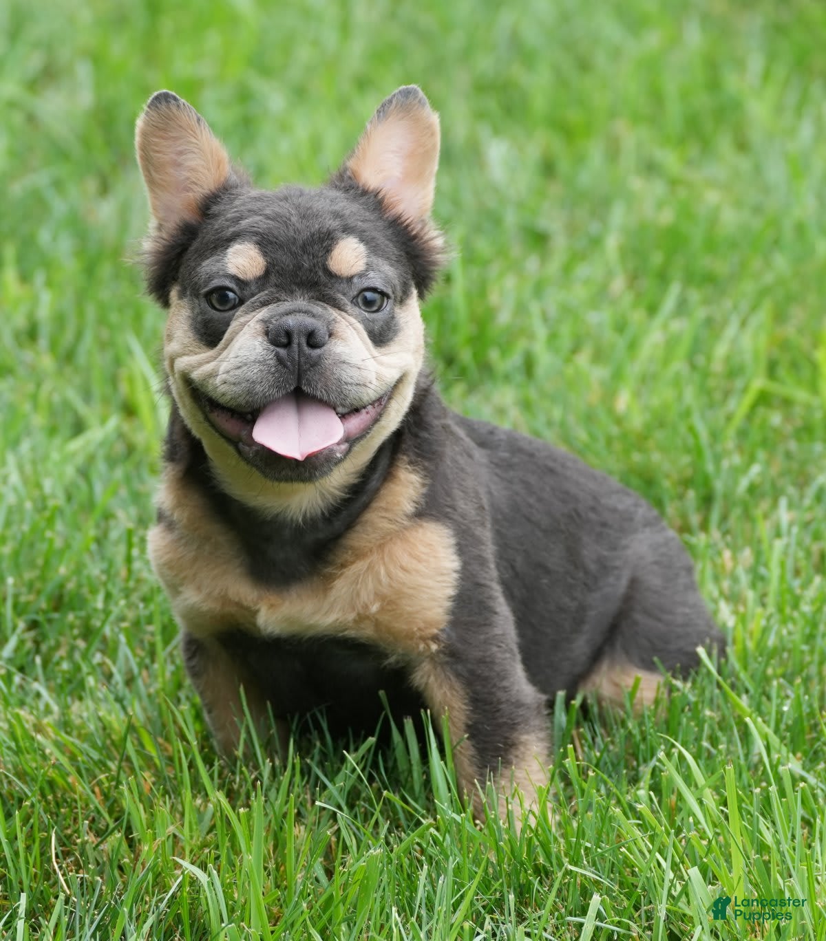 French Bulldog dogs Austin - Ad 3