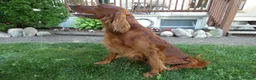 Irish Setter dogs for sale: Irish Setter 1 - Ad 1