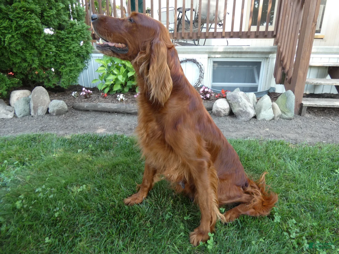 Irish Setter dogs for sale: Irish Setter 1 - Ad 1