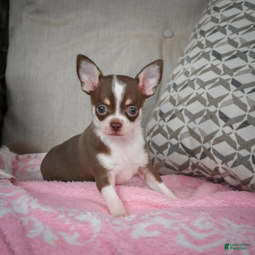Chihuahua dogs for sale: Isabel - Ad 9