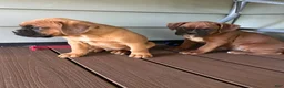Boxer dogs for sale: Chico - Ad 8