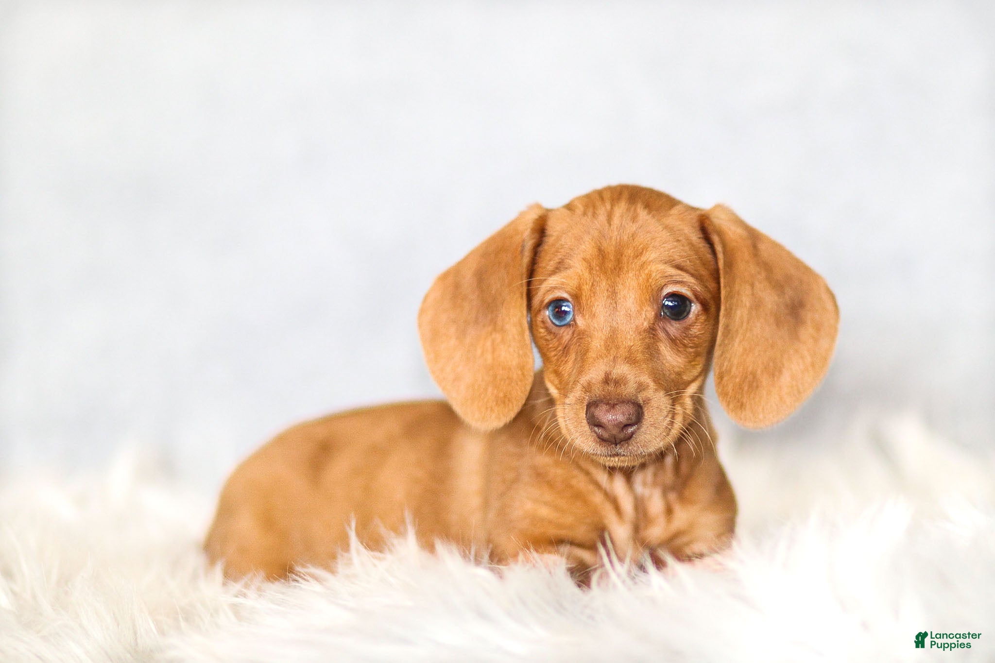 Miniature Dachshund dogs Meredith - Ad 2