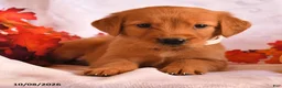 Golden Retriever dogs for sale: Ben - Ad 3