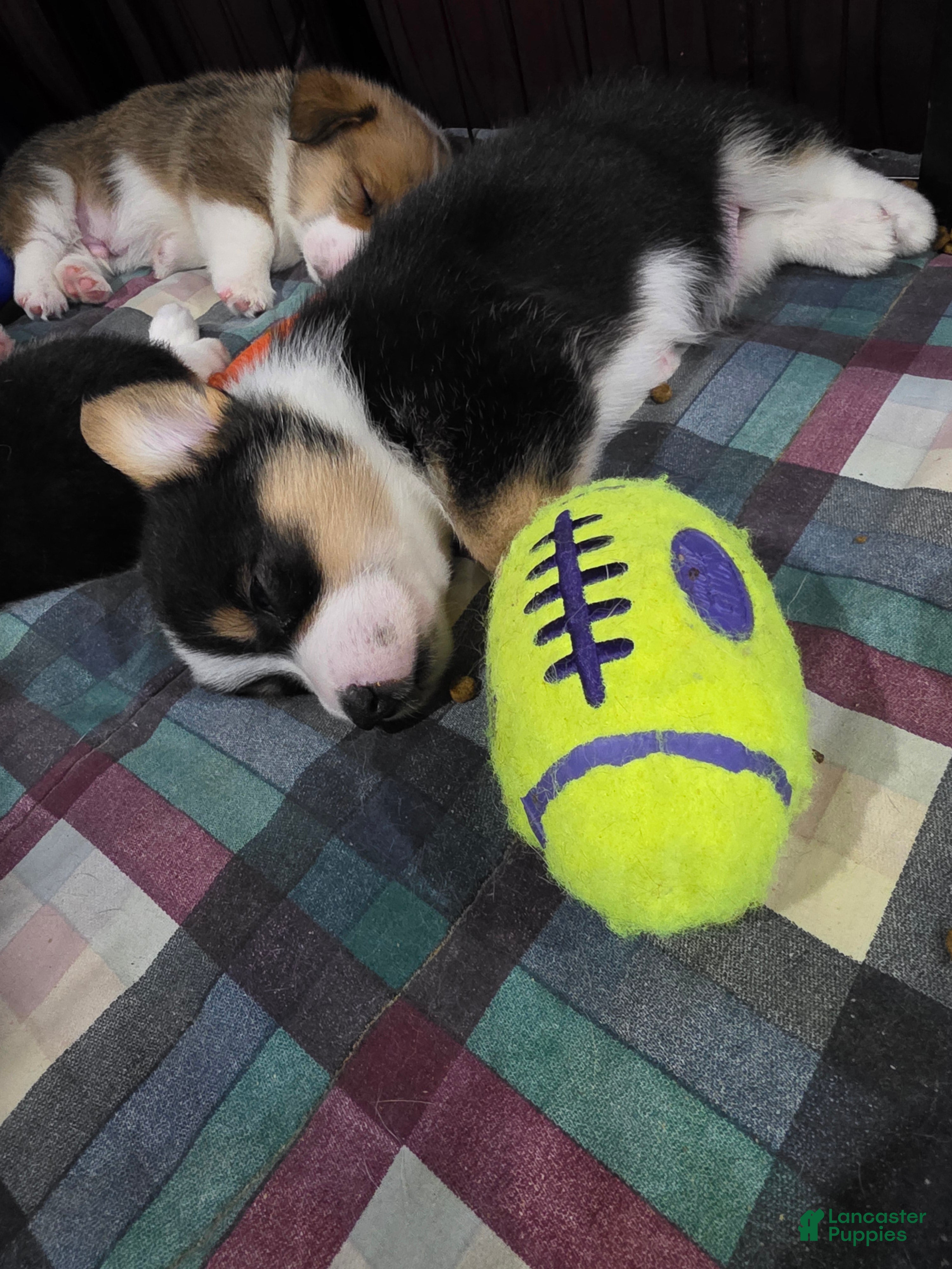 Welsh Corgi Pembroke dogs Welsh Corgi Pembroke 6 - Ad 1