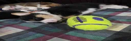 Welsh Corgi Pembroke dogs for sale: Welsh Corgi Pembroke 6 - Ad 1