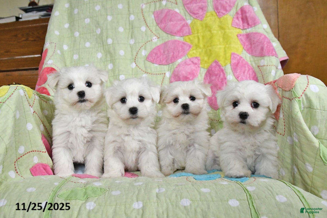 Maltese dogs for sale: Gavin - Ad 5