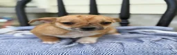 Chihuahua dogs for sale: Peter - Ad 9