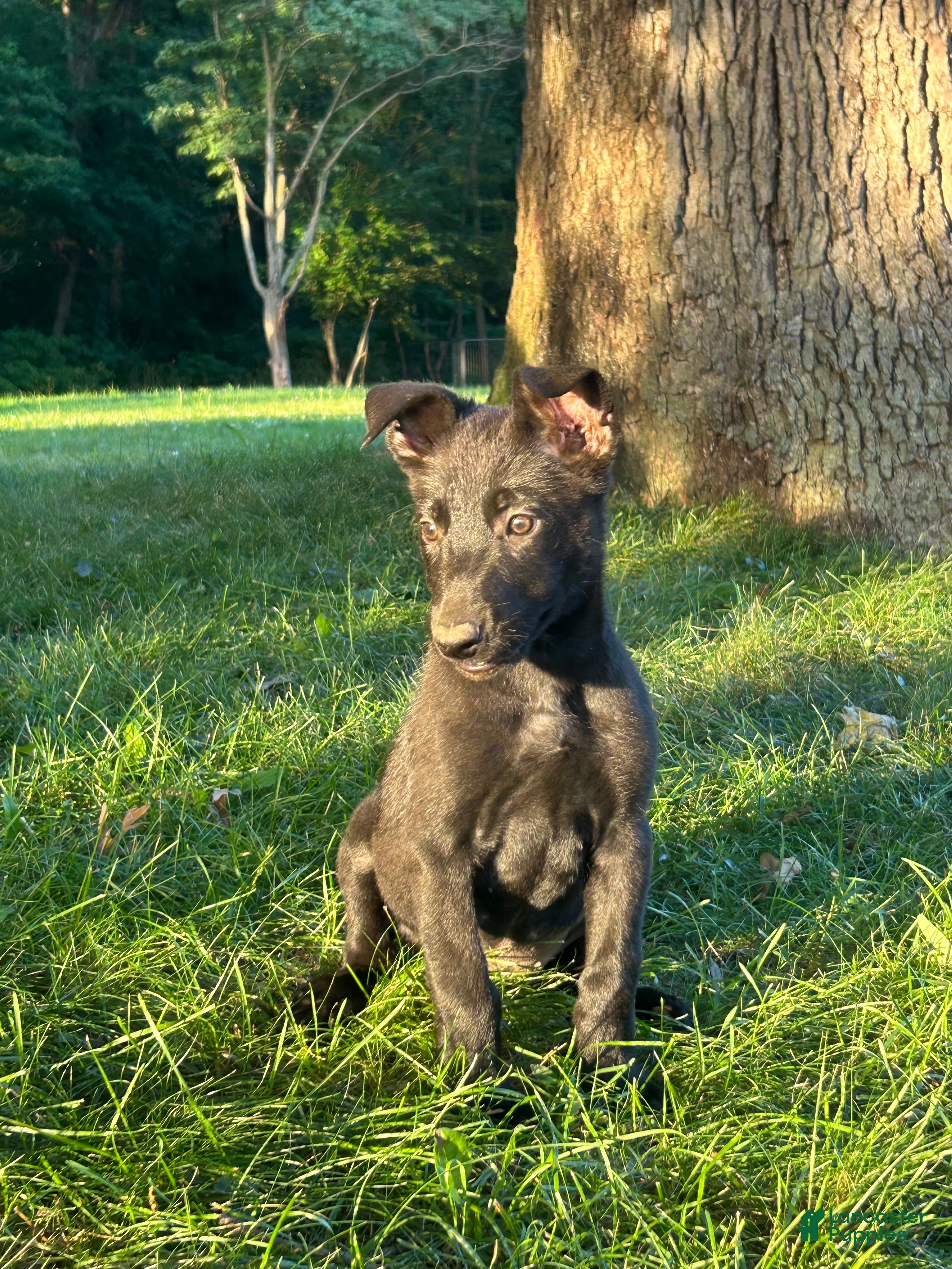 Belgian Malinois dogs Delta - Ad 2