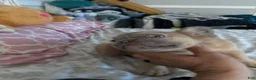 French Bulldog dogs for sale: Isabella new shade fluffy female - Ad 14