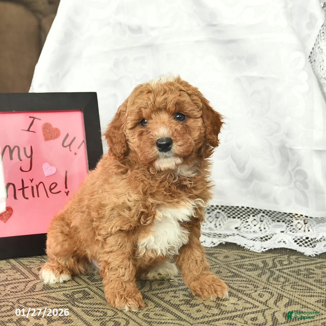 Miniature Poodle dogs for sale: Chuck  - Ad 4