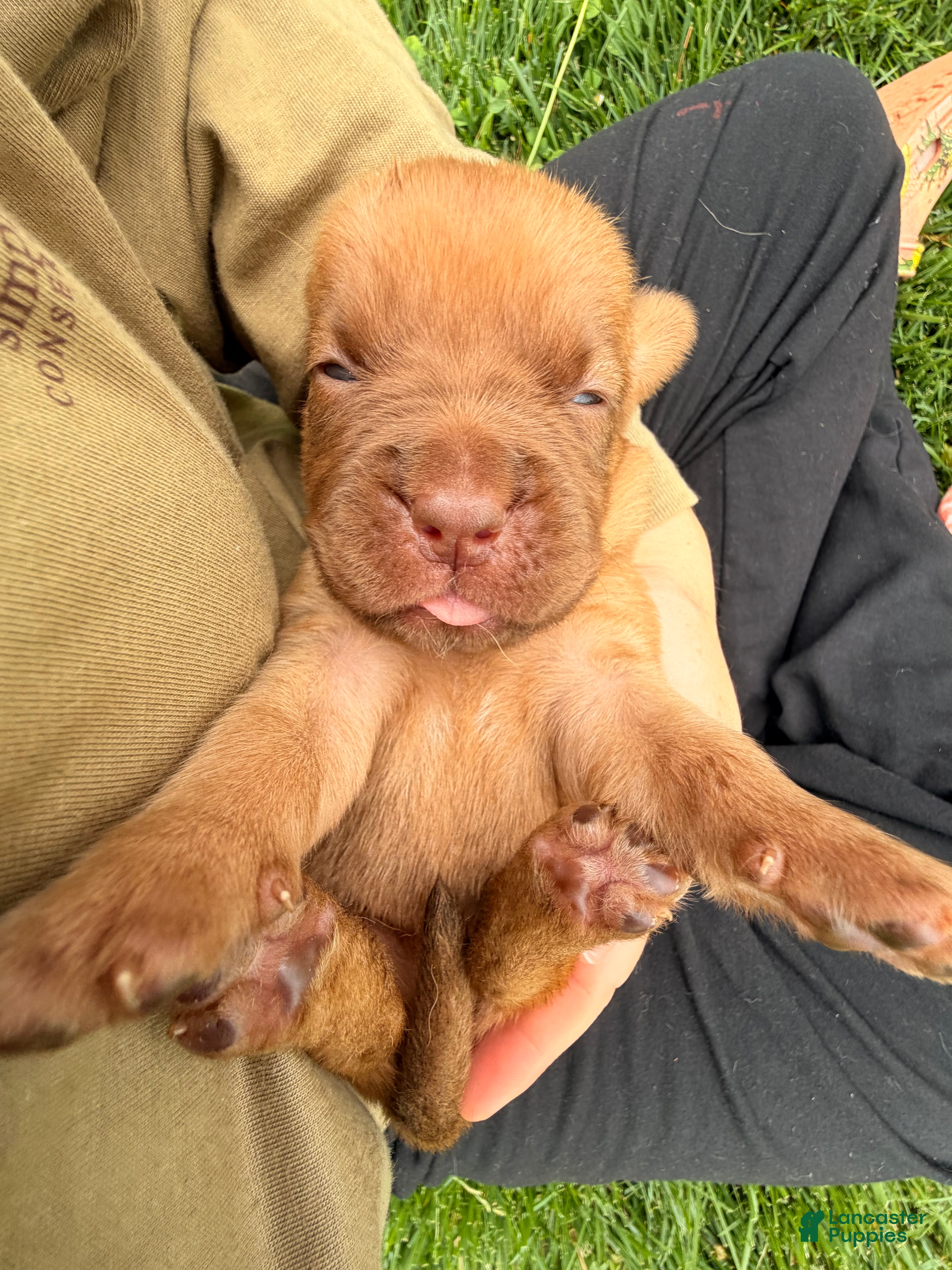 Dogue De Bordeaux dogs for sale: Babbles  - Ad 5