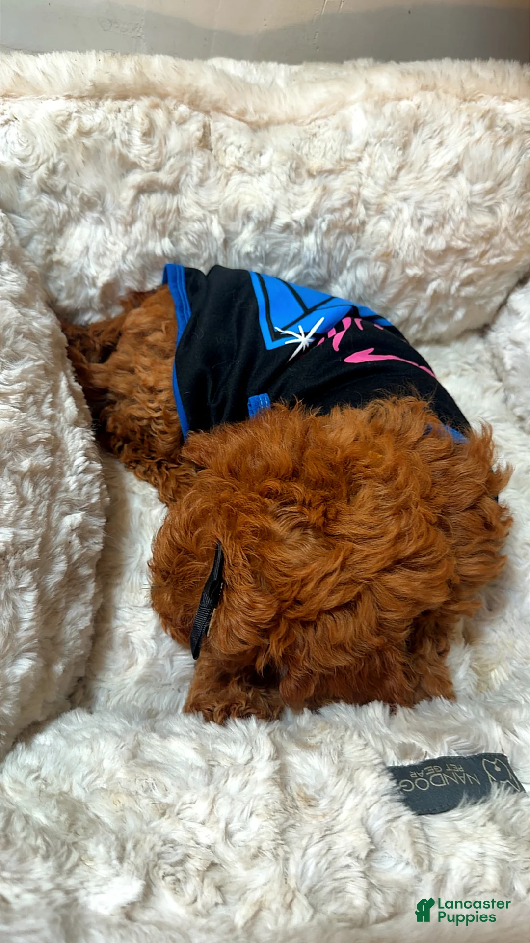 Cavapoo dogs for sale: Jellybean  - Ad 2