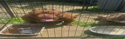 American Bully dogs for sale: Jax  - Ad 1